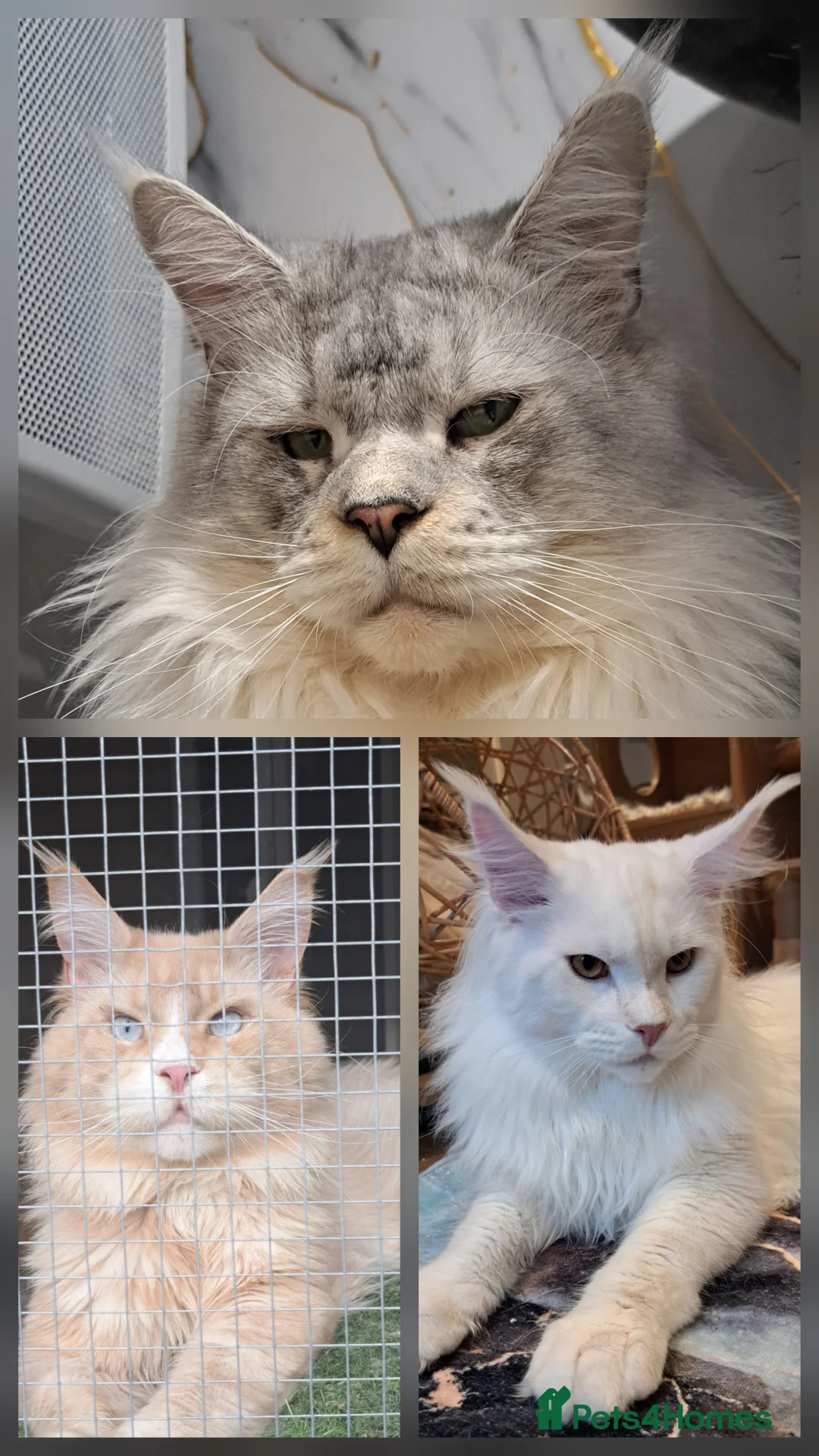 Maine Coon cats for stud: Maine coon boy for stud in London - Advert 2