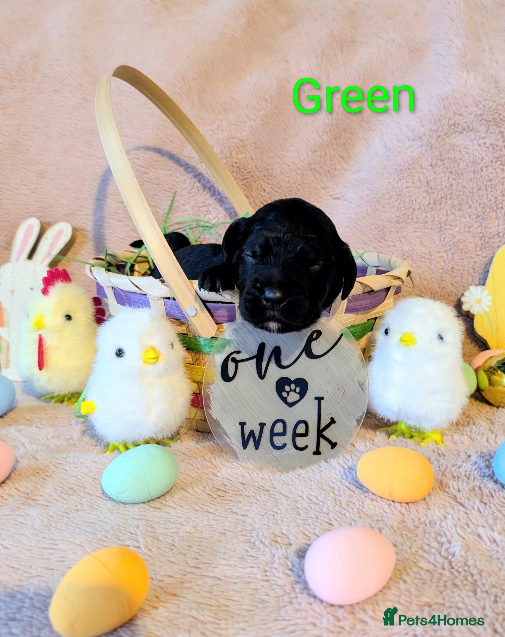 Cocker Spaniel dogs Our stunning cocker pups have arrived! - Advert 2