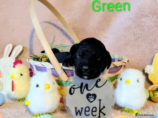 Cocker Spaniel dogs Our stunning cocker pups have arrived! - Advert 2