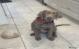 Mixed Breed dogs for sale: Weimaraner X Sprocker Pup - Image 1