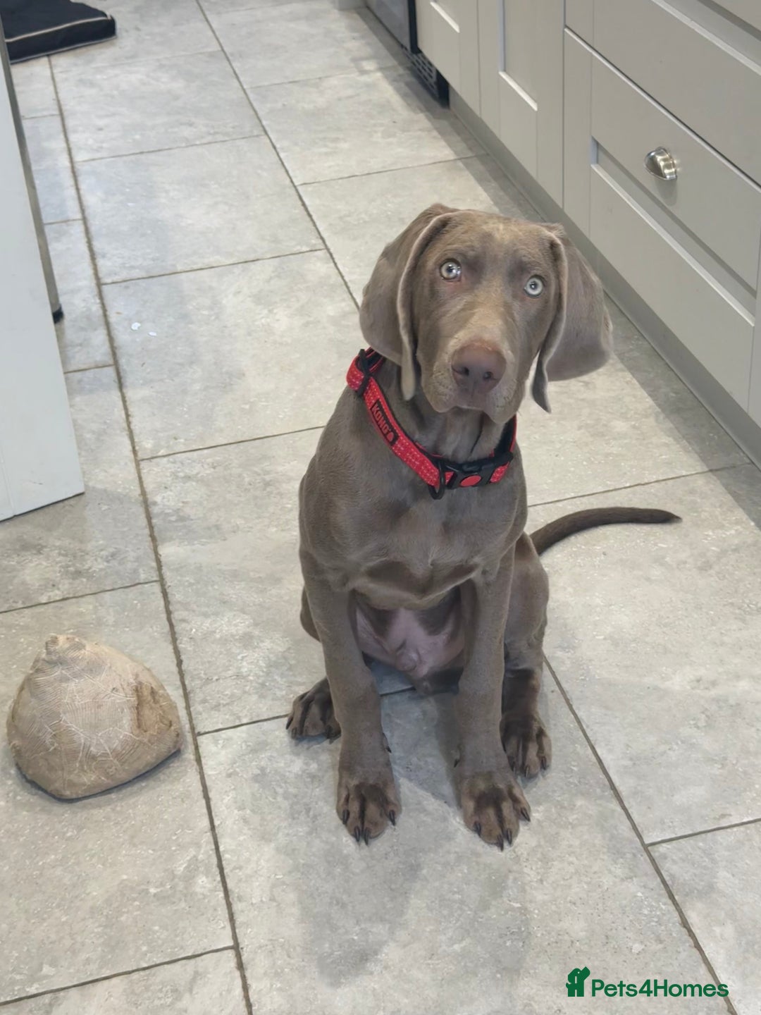 Mixed Breed dogs for sale: Weimaraner X Sprocker Pup - Image 1