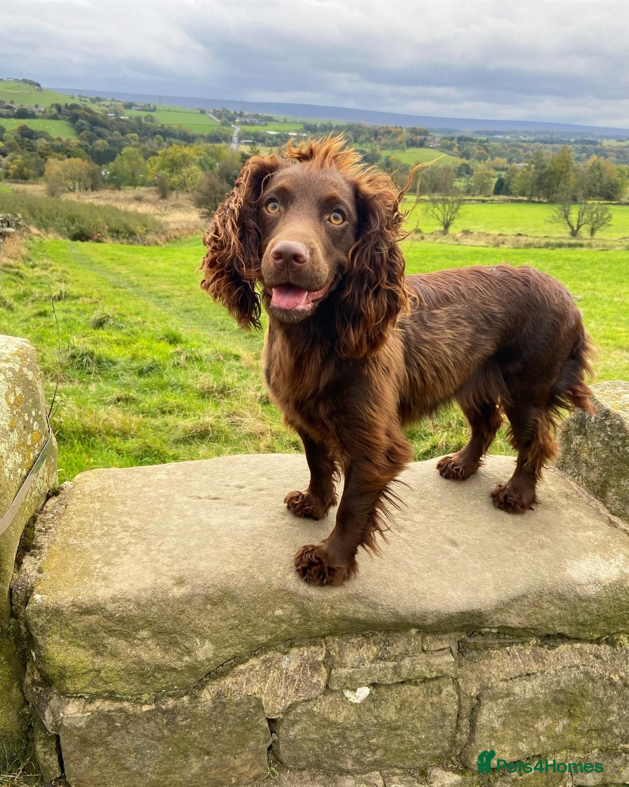 Cocker Spaniel dogs Chocolate Working Cocker Spaniel Puppies For Sale - Advert 1