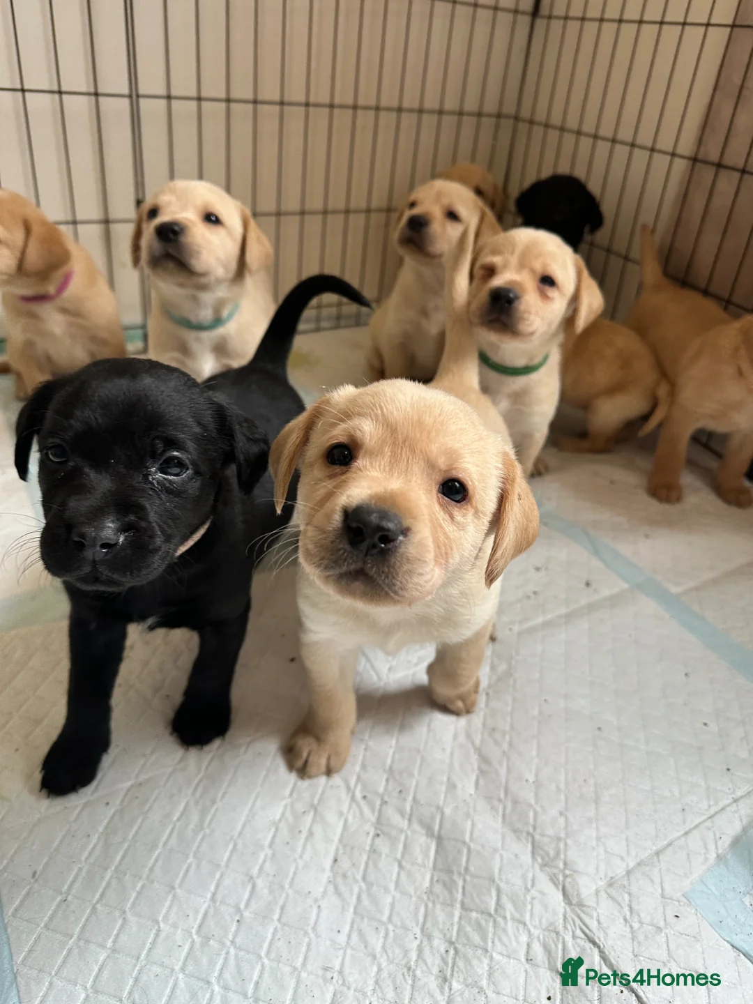 Labrador Retriever dogs for sale: Labrador Puppies Available  in Salisbury - Advert 6