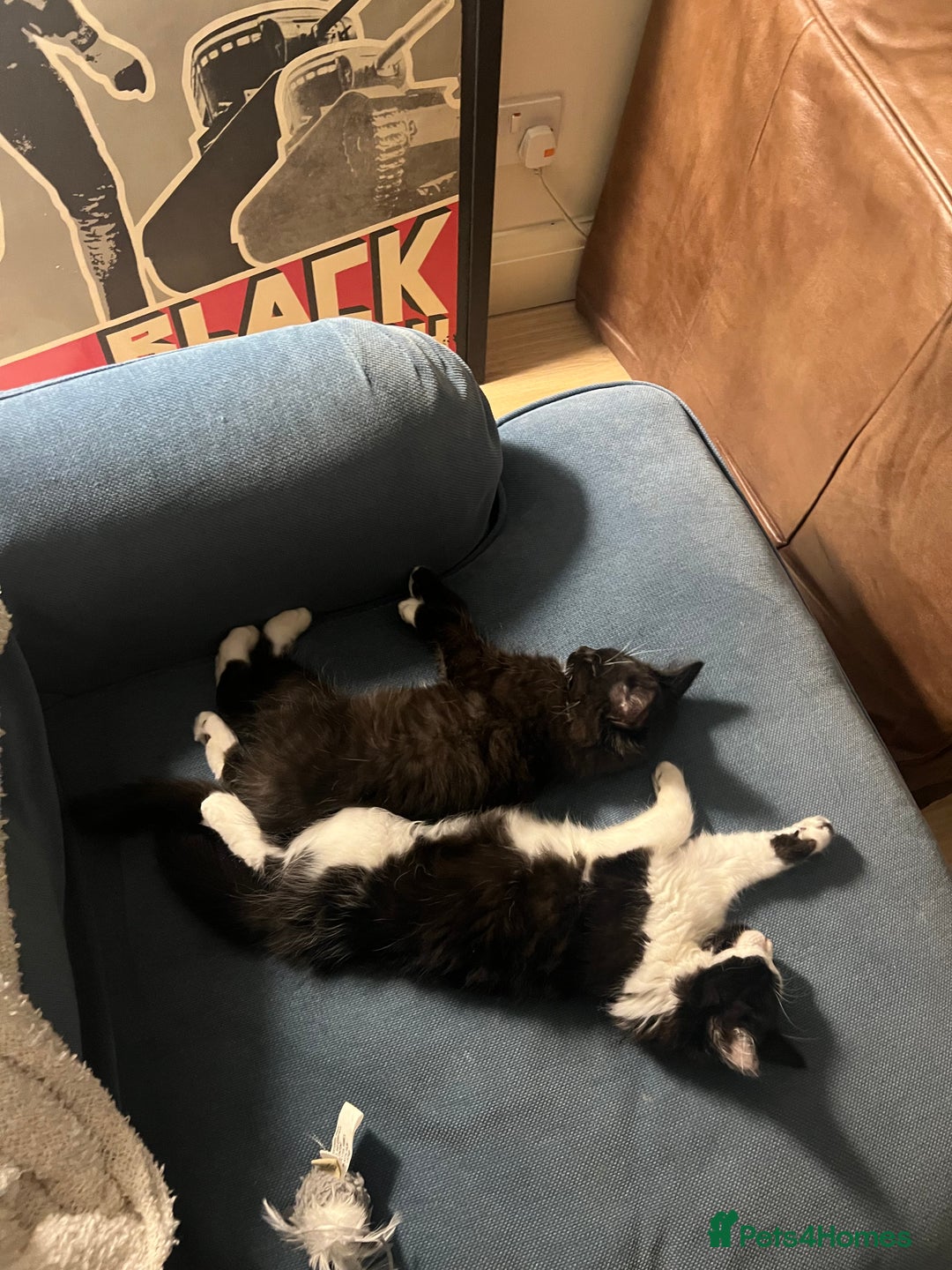 Mixed Breed cats for sale: Sweetest Bonded 6 month kittens (brother & Sister) - Advert 17