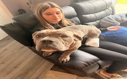 Dorset Olde Tyme Bulldogge dogs for sale: Olde thyme English bulldogge  in Middlesbrough - Image 1