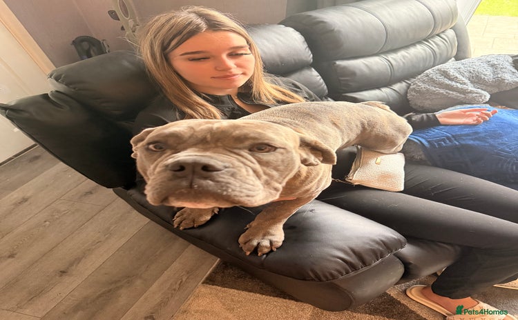 Dorset Olde Tyme Bulldogge dogs in Middlesbrough - Advert 1