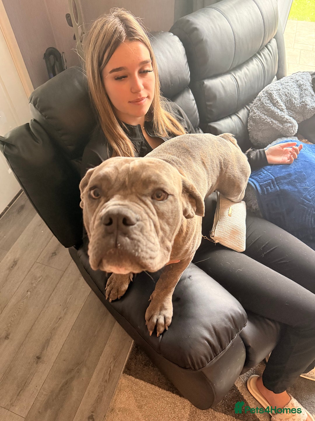 Dorset Olde Tyme Bulldogge dogs for sale: Olde thyme English bulldogge  in Middlesbrough - Image 1