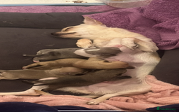 Chihuahua dogs for sale: Stunning smooth coat chihuahua puppies  - Image 20