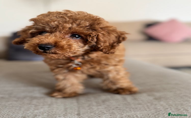 Toy Poodle dogs - Advert 7