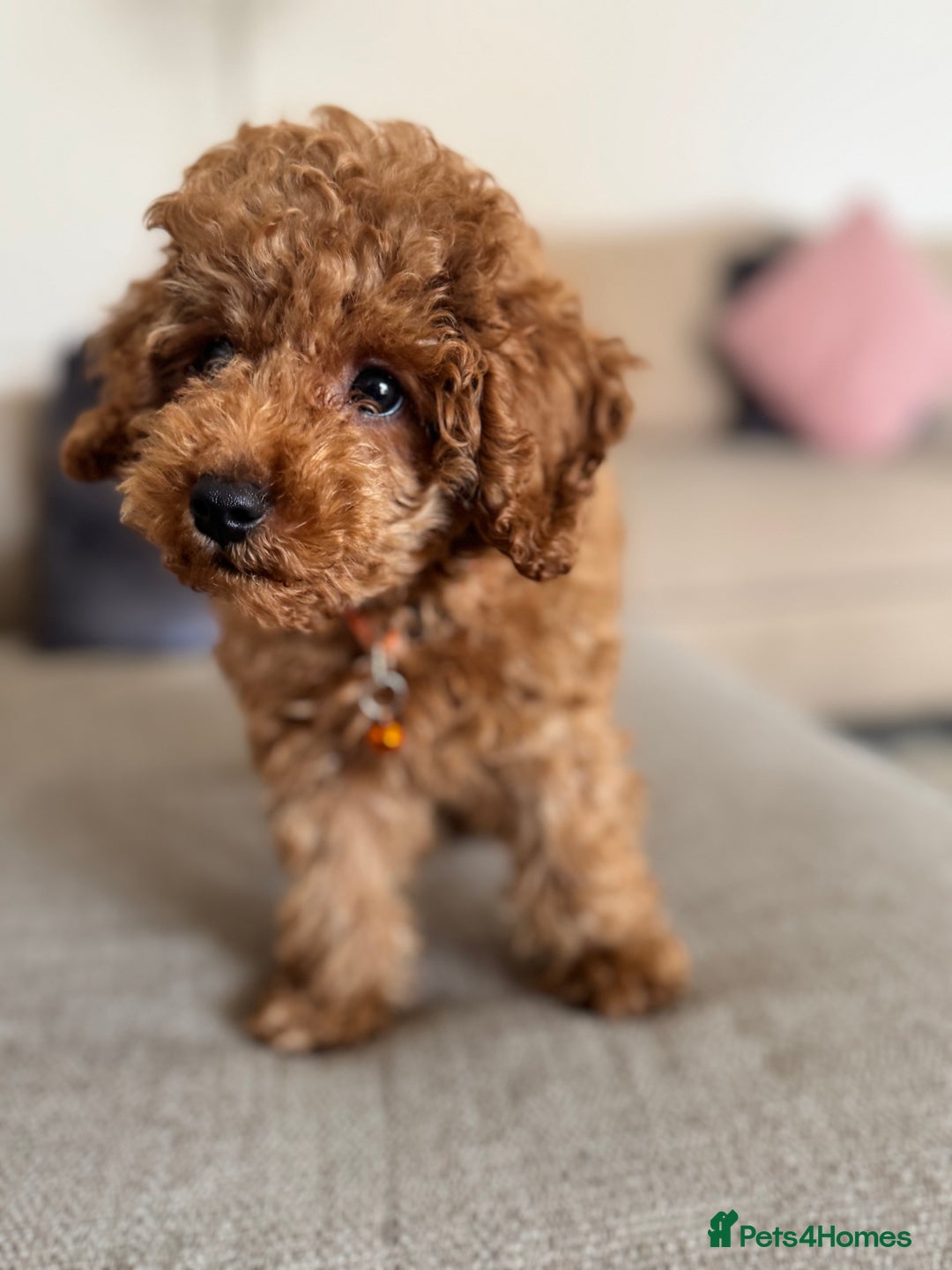 Toy Poodle dogs for sale: Looking for a Caring Home for My Toy Poodle Puppy - Image 1