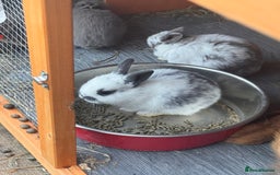 Mixed Breed rabbits for sale: mixed breed baby bunnies  - Image 24