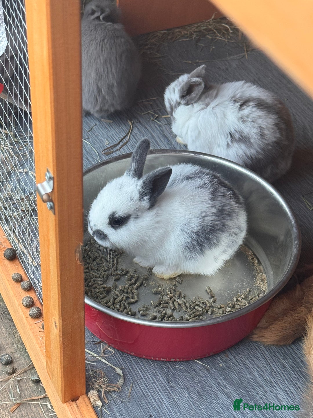 Mixed Breed rabbits for sale: mixed breed baby bunnies  - Image 24