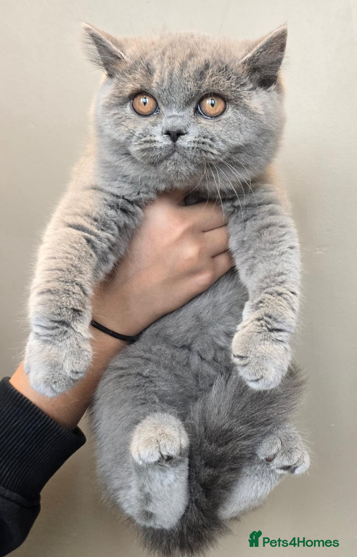 British Shorthair cats Stunning Teddy Bear British Short Hair Kittens - Advert 2