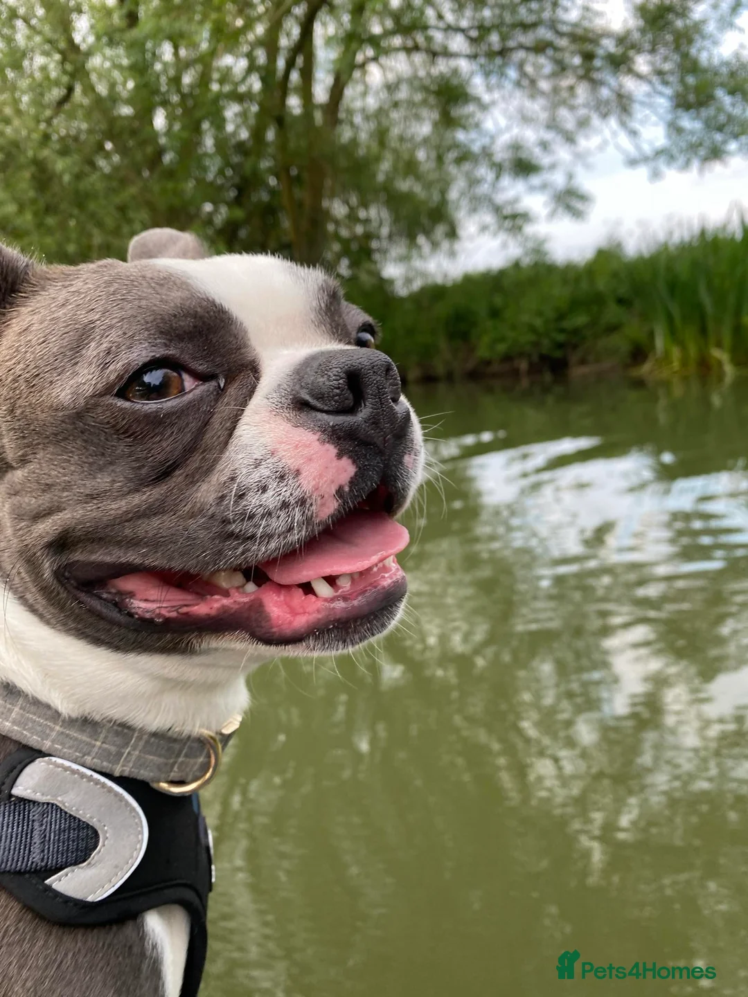 Boston Terrier dogs for stud: Boston terrier for stud blue&white proven KC regis in Wantage - Advert 15