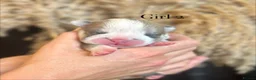 English Bulldog dogs for sale: STUNNING ENGLISH BULLDOG PUPPIES  - Advert 3