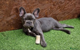 French Bulldog dogs for sale: French bulldog puppy 🐶 last little girl left - Image 1