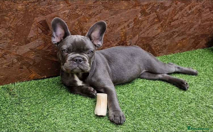 French Bulldog dogs - Advert 13
