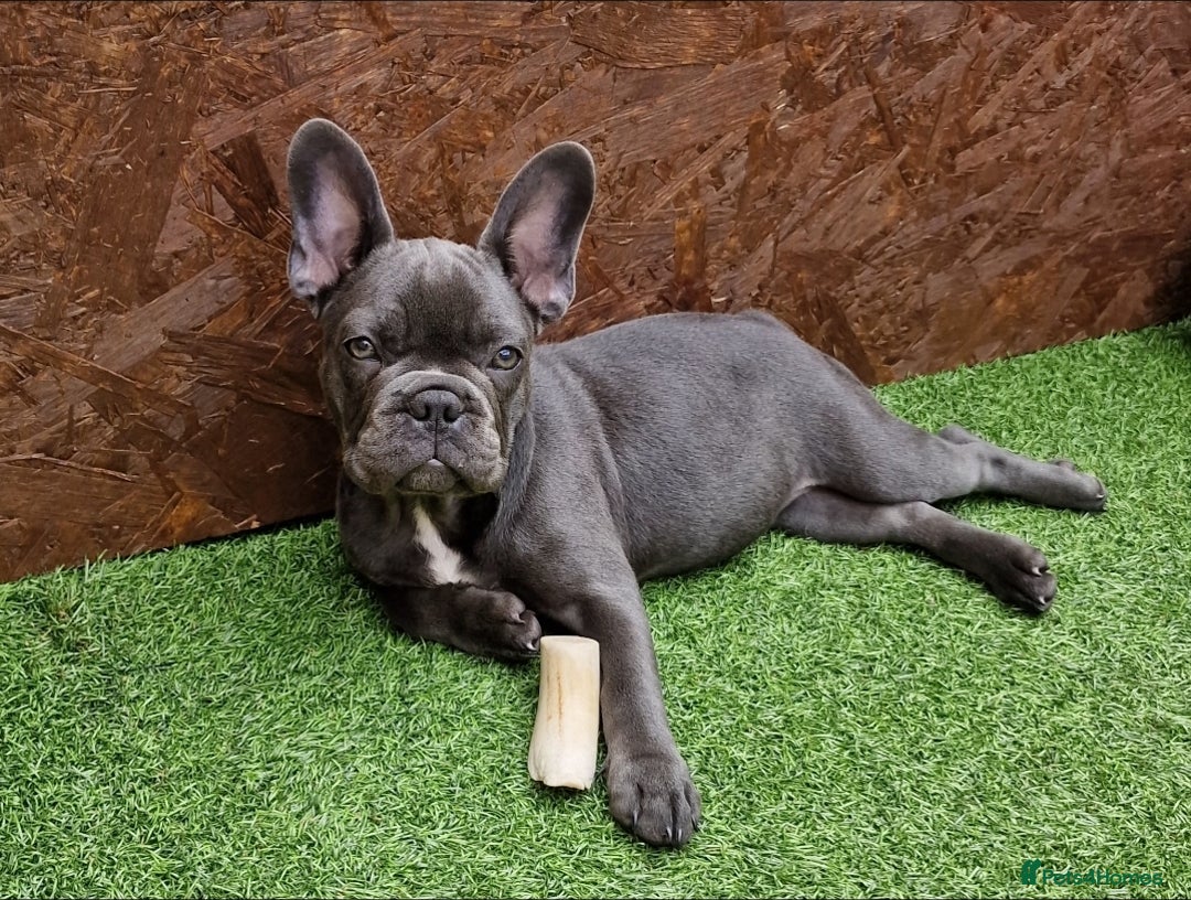 French Bulldog dogs for sale: French bulldog puppy 🐶 last little girl left - Image 1