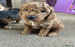 Cockapoo dogs for sale: 4 f2 cockapoos 2 males 1 female  - Image 5
