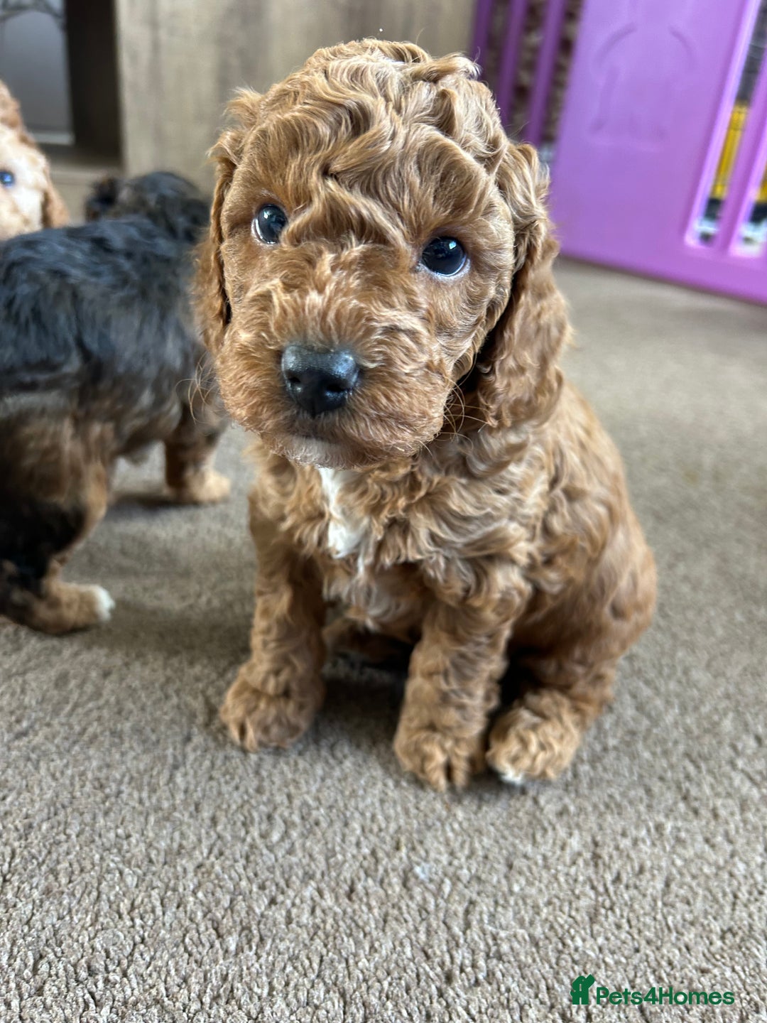 Cockapoo dogs for sale: 4 f2 cockapoos 2 males 1 female  - Image 5