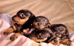 Dachshund dogs for sale: Dachshund Cute Puppies Looking for Forever Home   - Image 1