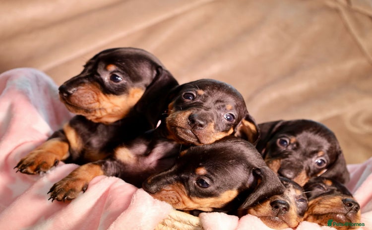 Dachshund dogs - Advert 5