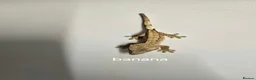 Gecko reptiles for sale: Baby Crested Geckos  - Advert 3