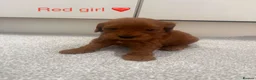 Cockapoo dogs for sale: KC Parents F1 Cockerpoos !!!! - Advert 6