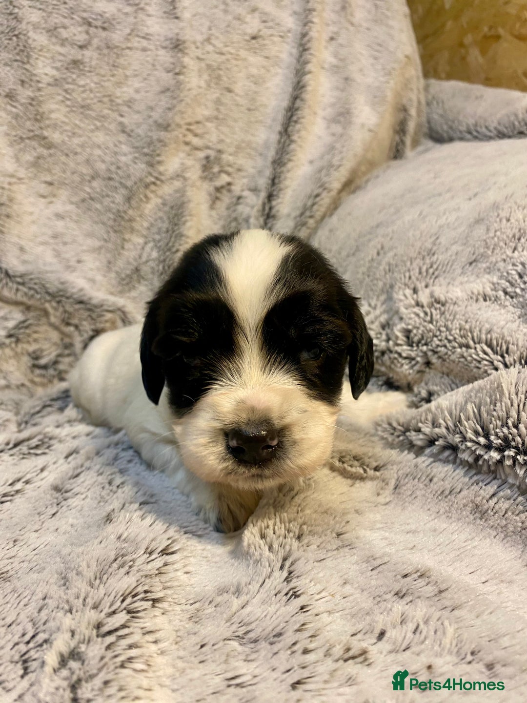 English Springer Spaniel dogs for sale: English springer spaniel pups  - Advert 11