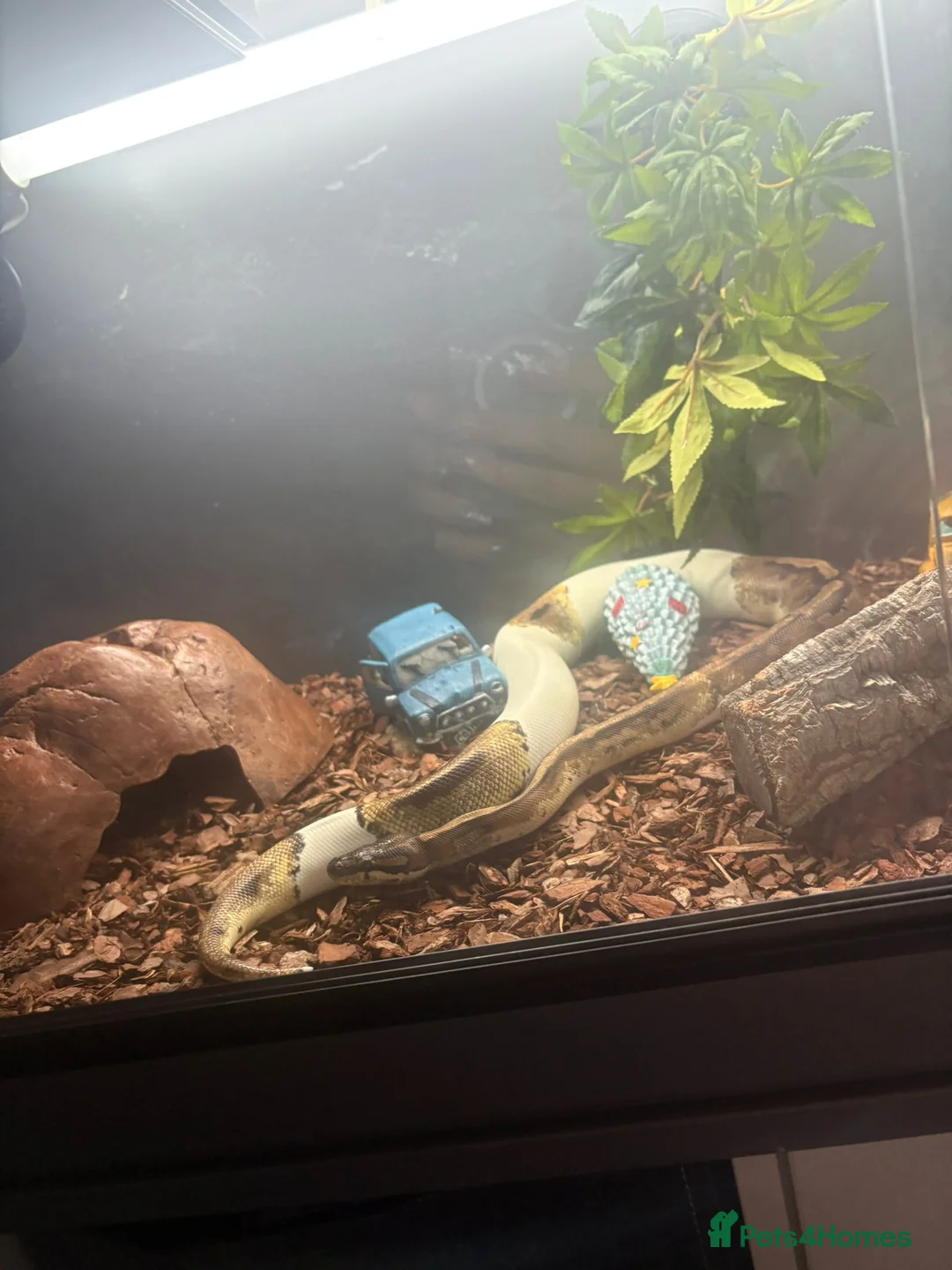 Python Snake reptiles for sale: Female ball python  - Advert 3