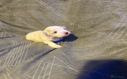 Maltese dogs for sale: Beautiful Maltese puppies for sale - Advert 2