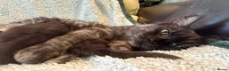 Maine Coon cats for sale: TICA registered kittens - Advert 10