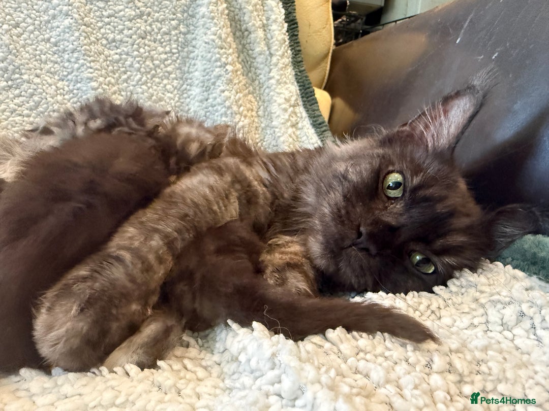 Maine Coon cats for sale: TICA registered russian poly and non poly kittens - Image 12