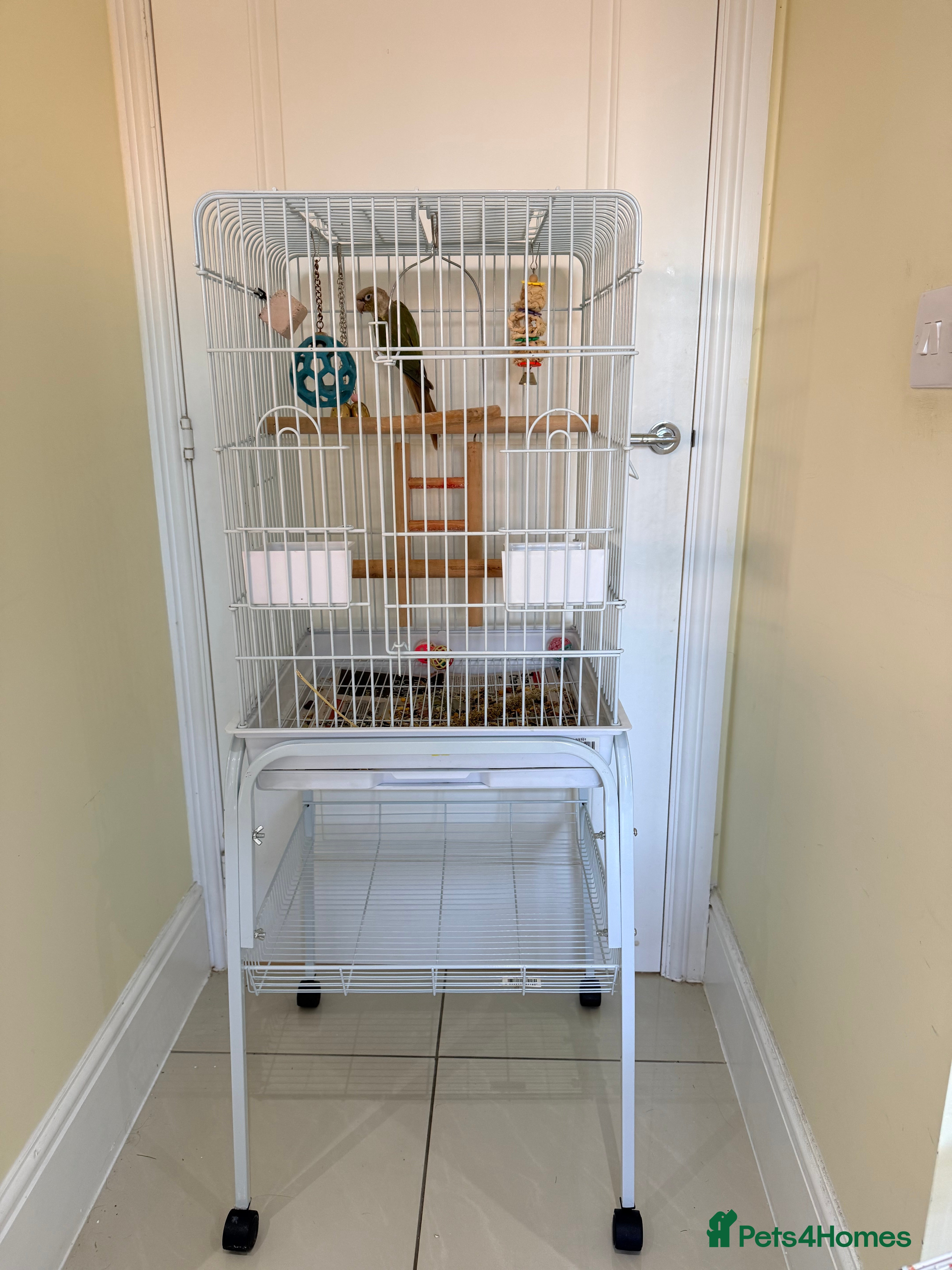 Conures birds BEAUTIFUL PINEAPPLE CONURE BIRD WITH NEW CAGE  - Advert 11