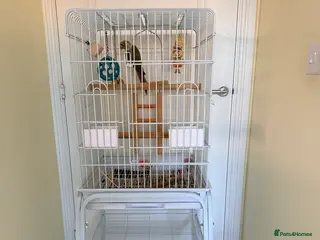 Conures birds BEAUTIFUL PINEAPPLE CONURE BIRD WITH NEW CAGE - Advert 11