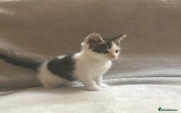 Mixed Breed cats for sale: Bring Home a Bundle of Joy Kittens Ready Oct. 2nd! - Image 12