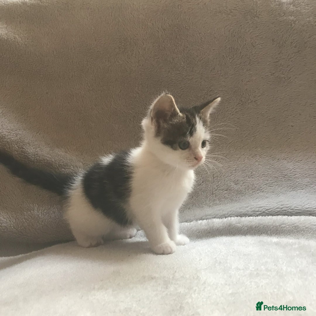 Mixed Breed cats for sale: Bring Home a Bundle of Joy Kittens Ready Oct. 2nd! - Image 12