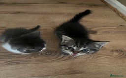Ragdoll cats for sale: Ragdoll x tabby kittens - Image 15