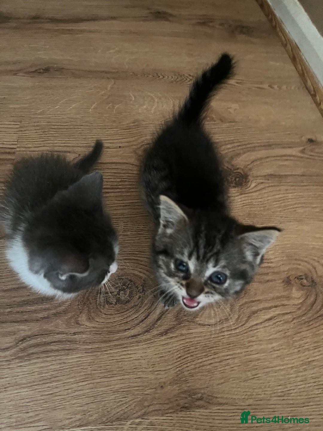 Ragdoll cats for sale: Ragdoll x tabby kittens - Image 15