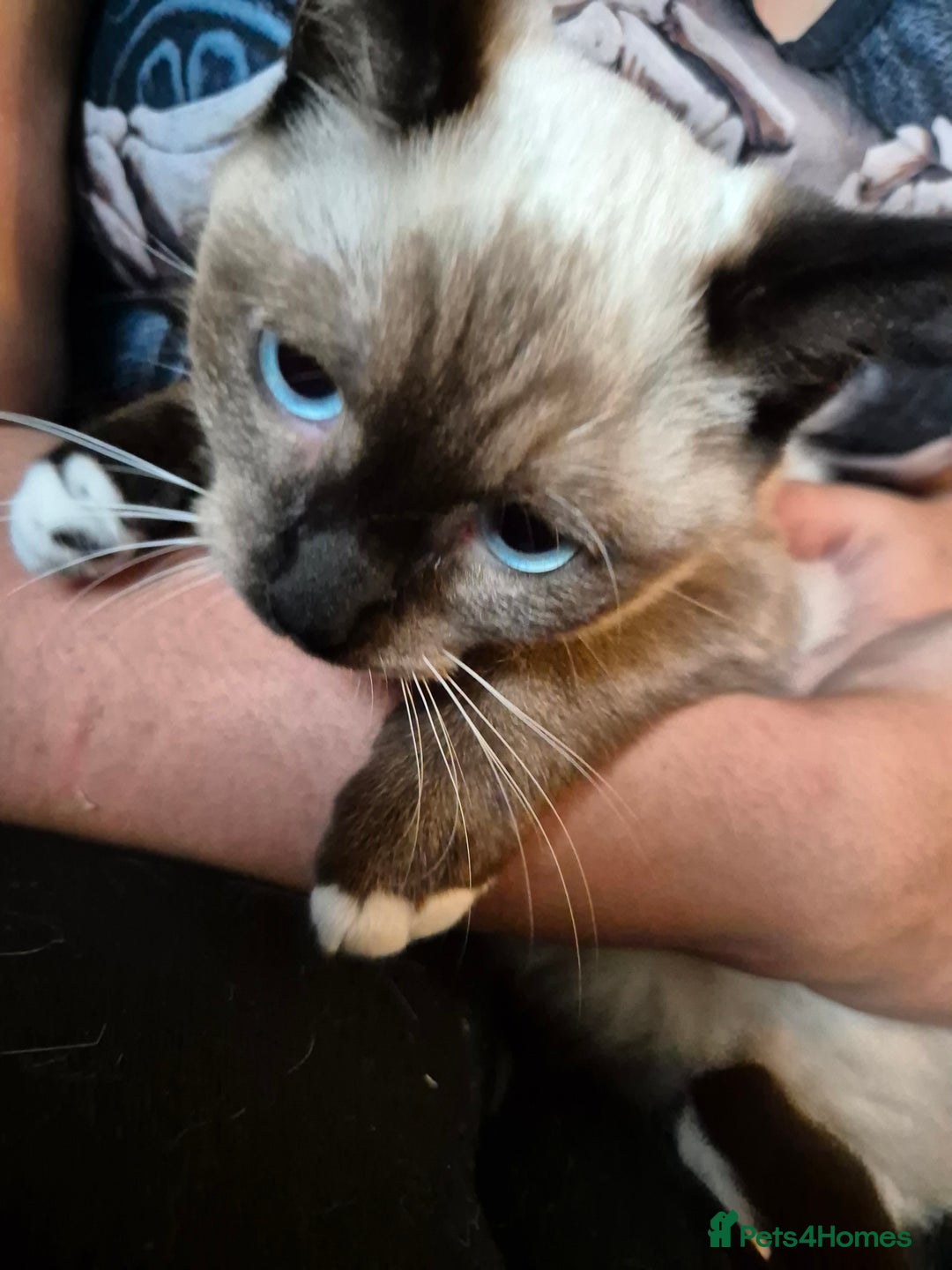 Snowshoe cats for sale: Pedigree Snowshoe kittens ready 8th november  - Image 4