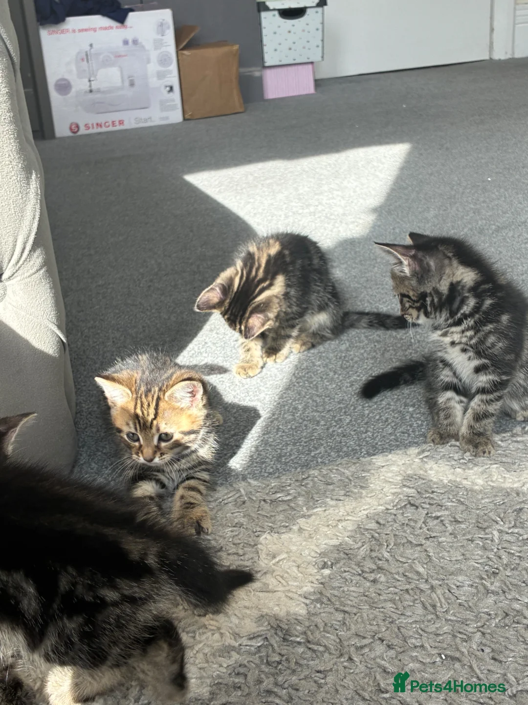 Norwegian Forest Cat cats for sale: Mixed breed kittens - Advert 2