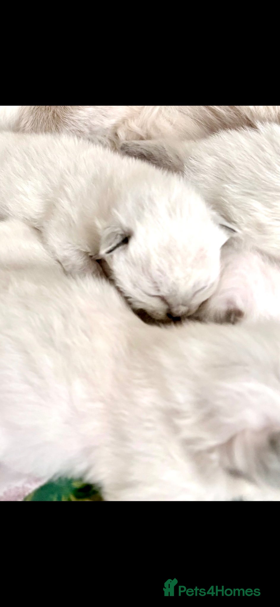 Ragdoll cats ❤️ WAITING LIST NOW OPEN !!!! ❤️ - Advert 1