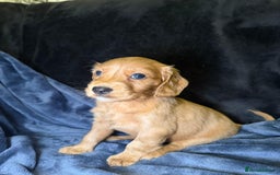 Cockapoo dogs for sale: Cockapoo puppies for sale - Advert 6