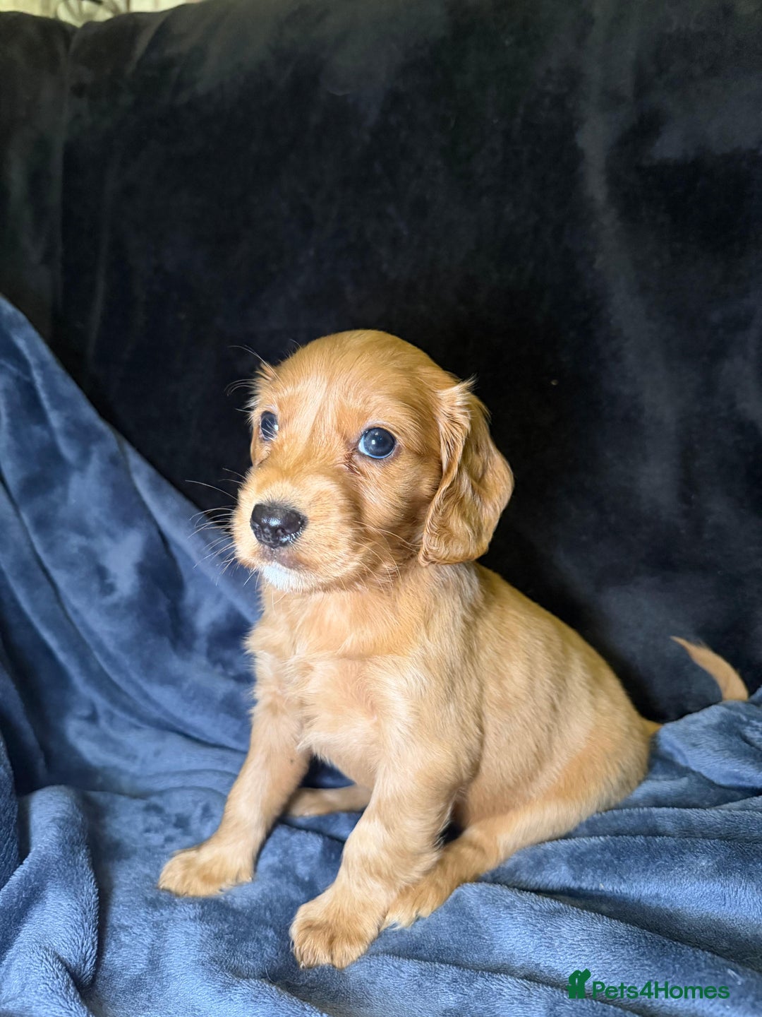 Cockapoo dogs for sale: Cockapoo puppies for sale - Advert 6