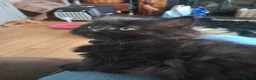 Maine Coon cats for sale: Maine coon cross ragdoll kittens - Advert 4