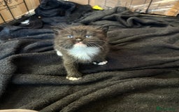 British Shorthair cats for sale: British Shorthair kittens for sale - Image 2