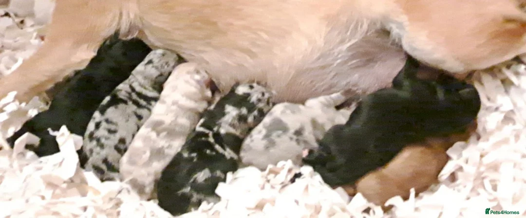 Pomeranian dogs for stud: 💚 RUSSIAN CHOC MERLE 🧸BEAR POM CARRY LILAC/TAN💚 in Romford - Advert 20