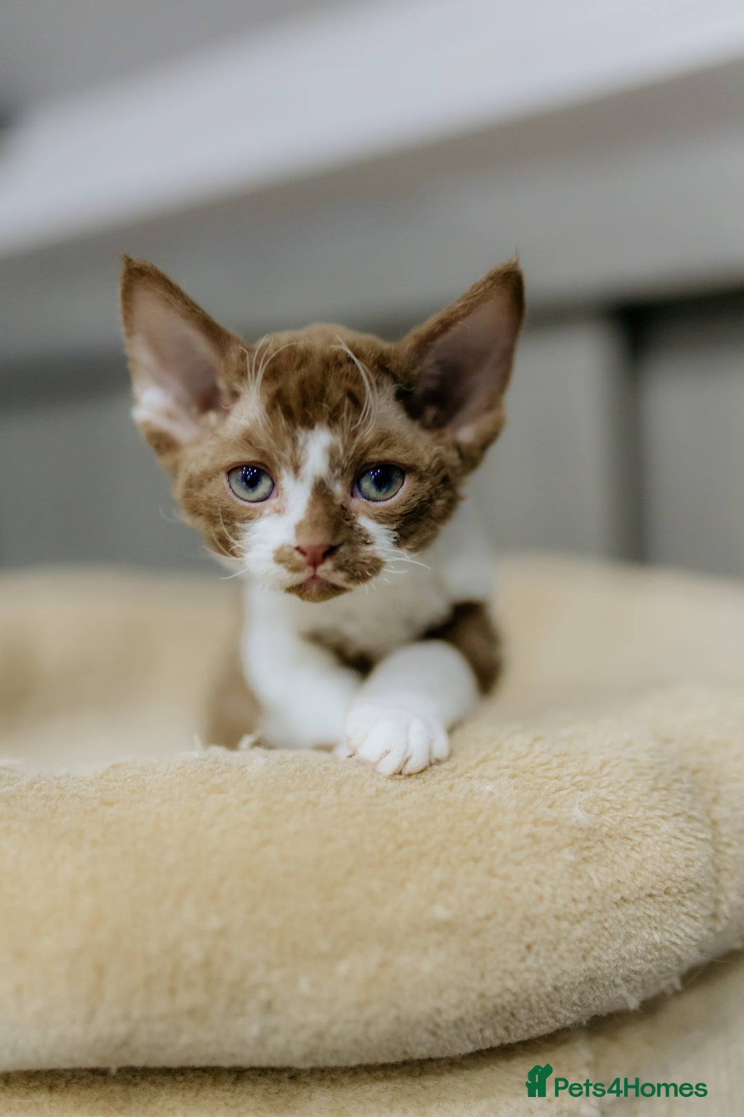 Devon Rex cats for sale: Adorable GCCF Registered DevonRex Kittens FOR SALE - Advert 20