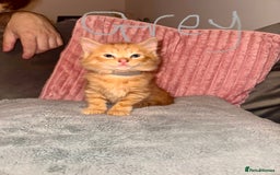 Mixed Breed cats for sale: Stunning mixed breed kittens  - Image 9