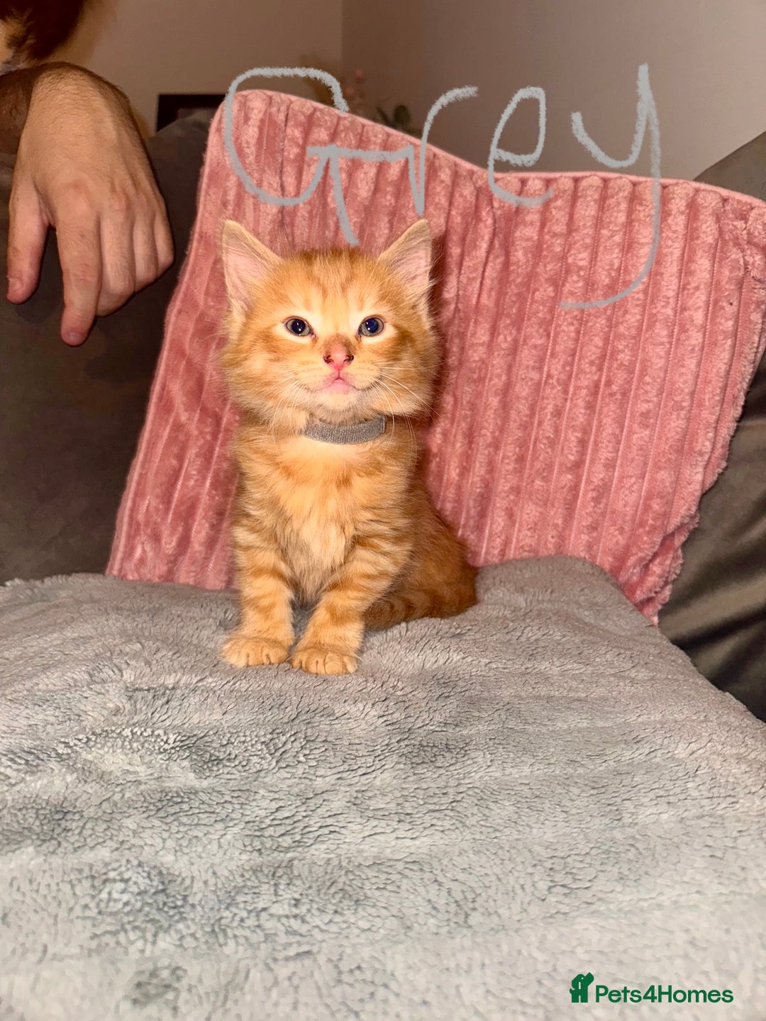 Mixed Breed cats for sale: Stunning mixed breed kittens  - Image 9